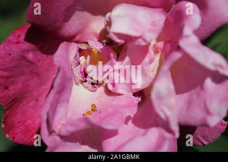 Bella brite occhi rosa rampicante che cresce in un giardino. Foto Stock