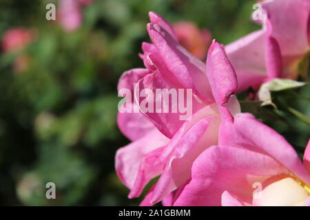 Bella brite occhi rosa rampicante che cresce in un giardino. Foto Stock