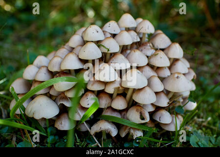 Un intrico di piccole, un marrone molto chiaro i funghi che crescono in una foresta. Foto Stock