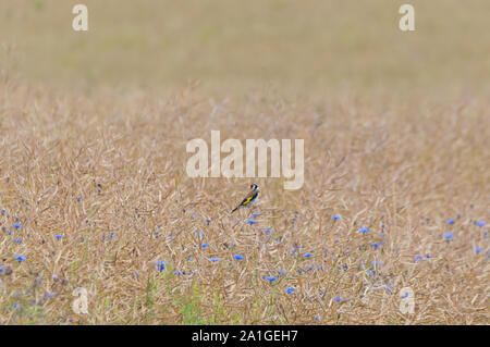 Cardellino nel campo Foto Stock