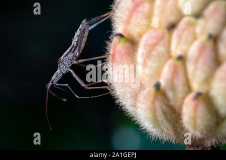 Close-up di assassin bug specie sul seme di magnolia pod - Penrose, vicino Brevard, North Carolina, STATI UNITI D'AMERICA Foto Stock