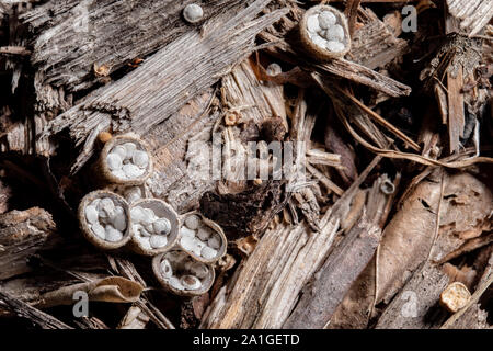 Close-up di Bird's Nest funghi sulla corteccia mulch - Penrose, vicino Brevard, North Carolina, STATI UNITI D'AMERICA Foto Stock