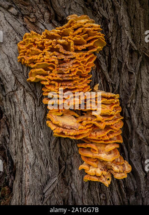 Enormi funghi coltivati su albero Foto Stock