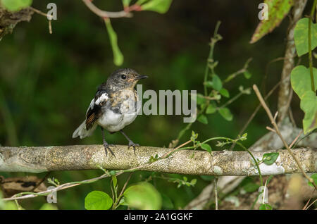 Un bambino Oriental Magpie-Robin bird's fuori del nido, in appoggio sul ramo di albero e guardare indietro. Bambino uccello in attesa di madre per i prodotti alimentari Foto Stock