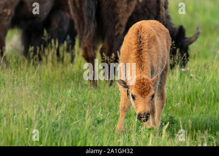 Baby Bison lambisce in verde campo estivo con copia spazio a sinistra Foto Stock