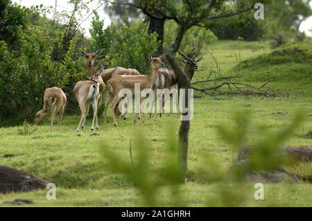 Blackbuck indiano gruppo camminano nella foresta, prateria in stagione mansoon, camminando insieme in gocce di pioggia Foto Stock