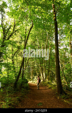 Femmina di escursionisti a piedi in un sentiero di La Fageda d'en Jordà foresta di faggio in Garrotxa Zona Vulcanica parco naturale (Santa Pau, La Garrocha, Girona, Spagna) Foto Stock