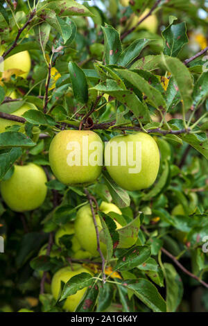 Golden Delicious su albero, frutteto, caduta, Michigan, Stati Uniti d'America, da James D Coppinger/Dembinsky Foto Assoc Foto Stock