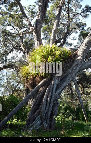 I cluster di grandi dimensioni di kiekie epifite su massive pohutukawa tronco di albero. Foto Stock