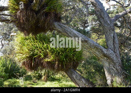 I cluster di grandi dimensioni di kiekie epifite su rami di albero pohutukawa. Foto Stock