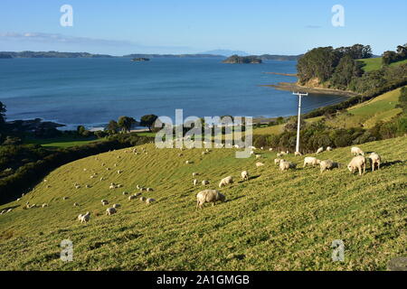 Pecore al pascolo sulla ripida collina con Kawau Bay con le sue isole in background. Foto Stock