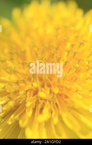 Giallo fiore di tarassaco close up Foto Stock