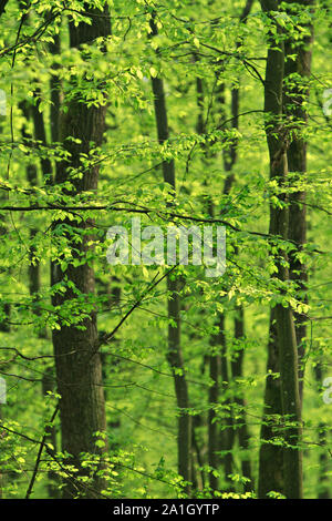 Bellissima foresta verde in primavera Foto Stock