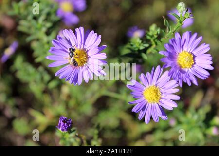 Un piccolo a strisce nero Wasp godendo di un viola Aster Foto Stock