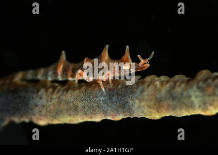 Dragon gamberetti (Miropandalus hardingi). La foto è stata scattata nella città di Ambon, Indonesia Foto Stock