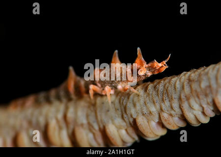 Dragon gamberetti (Miropandalus hardingi). La foto è stata scattata nella città di Ambon, Indonesia Foto Stock