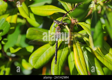 Minor imperatore latino di libellula Anax Parthenope alimentazione su un pittosporum tobira, mock orange, cheesewood giapponese o australiano foglia di alloro Foto Stock