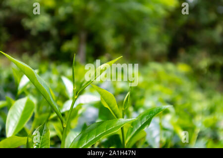 Foglie di tè verde.le foglie di tè su sfondo verde.Il tè alle erbe.tea break Foto Stock