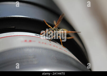 Tree wasp o carta wasp molto da vicino il latino dolichovespula sylvestris o polistes dominula o gallicus strisciando su di un obiettivo della telecamera nel mese di marzo in Italia Foto Stock