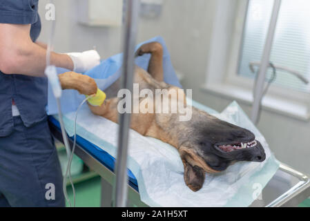 La sterilizzazione del cane sul tavolo chirurgico sotto anestesia generale e dei veterinari. Veterinario eseguire cane chirurgia castrazione.Close up veteri Foto Stock