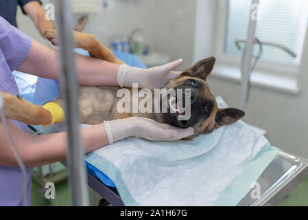 I medici veterinari chirurgia conduttore. Un cane è sotto anestesia. Close-up di anestetizzati testa del cane durante la chirurgia.donna vet accarezzando testa del cane af Foto Stock