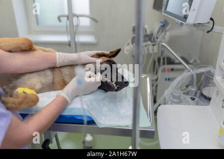 I medici veterinari chirurgia conduttore. Un cane è sotto anestesia. Close-up di anestetizzati testa del cane durante la chirurgia.donna vet accarezzando testa del cane af Foto Stock