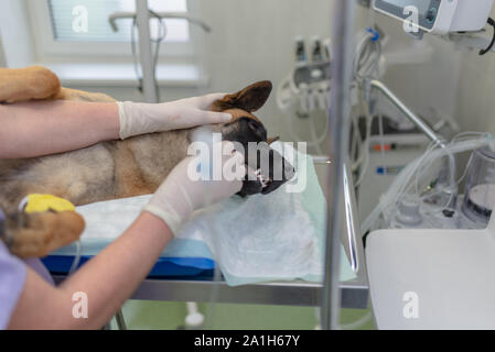 I medici veterinari chirurgia conduttore. Un cane è sotto anestesia. Close-up di anestetizzati testa del cane durante la chirurgia.donna vet accarezzando testa del cane af Foto Stock