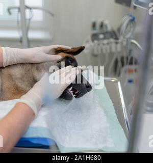 I medici veterinari chirurgia conduttore. Un cane è sotto anestesia. Close-up di anestetizzati testa del cane durante la chirurgia.donna vet accarezzando testa del cane af Foto Stock