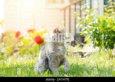 Gatto grigio gioca nel giardino estivo su uno sfondo di erba verde e fiori di colore rosso. La luce del sole, sfondo sfocato, il fuoco selettivo Foto Stock