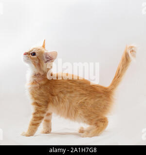 Cucciolo rosso su uno sfondo luminoso sorge su una superficie morbida. Kitten look up Foto Stock