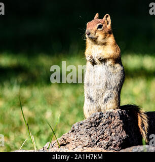 Golden-mantled scoiattolo di terra in piedi sulle zampe posteriori in Paulina Lake Central Oregon Foto Stock