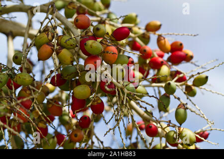 Colorato di betel dado contro il cielo blu nel pomeriggio Foto Stock