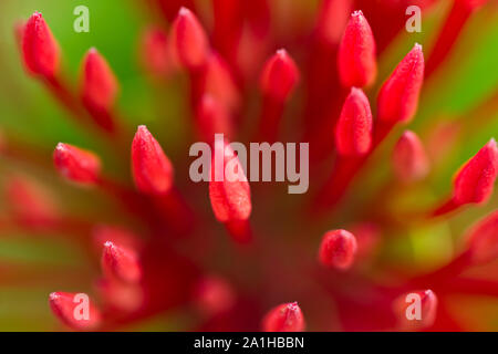 Extreme close up red ixora flower nella luce del mattino con verde sfondo sfocato Foto Stock
