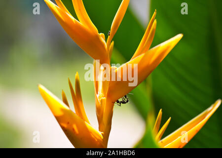 Nero formiche sul giallo fiore heliconia Foto Stock