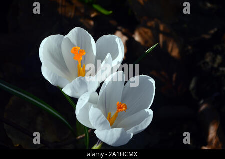 Una coppia di Crocus bianco fiori che crescono in un confine sul terreno ad RHS Garden Harlow Carr, Harrogate, Yorkshire. Inghilterra, Regno Unito. Foto Stock