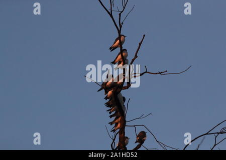 Bianco-breasted woodswallow (Artamus leucorynchus) Queensland ,l'Australia Foto Stock