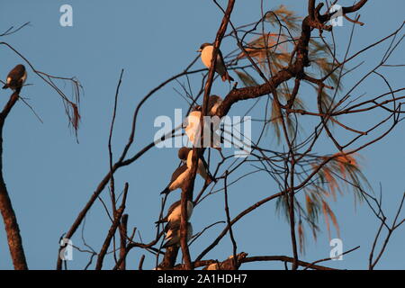 Bianco-breasted woodswallow (Artamus leucorynchus) Queensland ,l'Australia Foto Stock