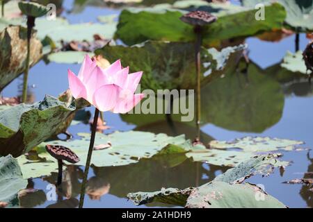 Rosa fiore di loto sull'acqua. Stagno Tropicale a Phuket, Tailandia Foto Stock