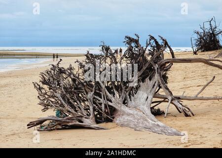 Radici di alberi caduti su di una spiaggia di sabbia. Riva del mare dopo la tempesta, pittoresco paesaggio Foto Stock