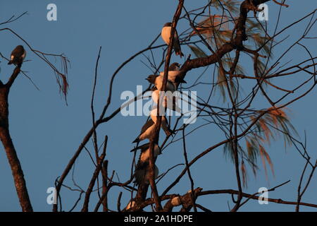 Bianco-breasted woodswallow (Artamus leucorynchus) Queensland ,l'Australia Foto Stock