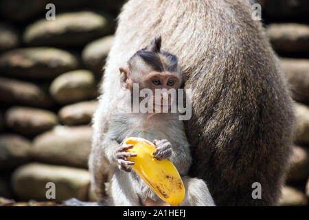 Carino wild Baby monkey tenendo una buccia di banana, vicino a madre nella fauna selvatica Foto Stock