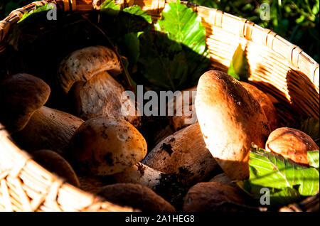 Composizione di autunno appena raccolto funghi porcini in un cesto di vimini sull'erba Foto Stock