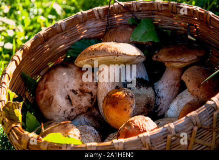 Composizione di autunno appena raccolto funghi porcini in un cesto di vimini sull'erba Foto Stock