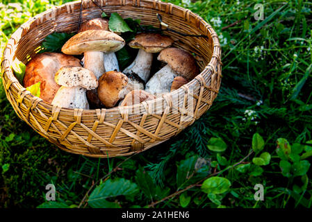 Composizione di autunno appena raccolto funghi porcini in un cesto di vimini sull'erba Foto Stock