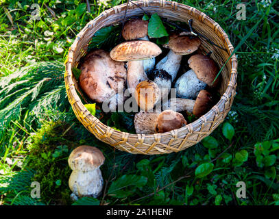 Composizione di autunno appena raccolto funghi porcini in un cesto di vimini sull'erba Foto Stock