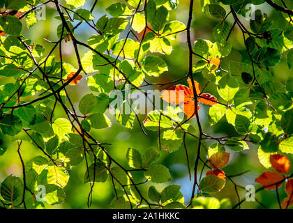 Modifica dei colori in prossimità di un albero di foresta natura sfondo che mostra i colori degli alberi che andando in autunno autunno Foto Stock