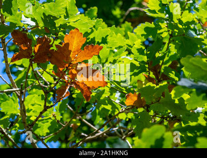 Modifica dei colori di una struttura Acorn natura sfondo che mostra i colori degli alberi che andando in autunno autunno Foto Stock