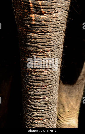 Allapuzha o Alleppey, Kerala, India - Sud Est Asiatico - nov. 2017:Closeup di Bella proboscide che mostra la texture. Foto Stock