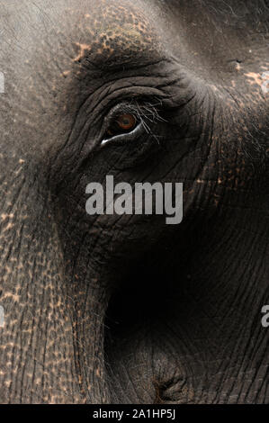 Allapuzha o Alleppey, Kerala, India, Sud-est asiatico - nov. 2017: ravvicinata di un occhio di un elefante indiano Foto Stock