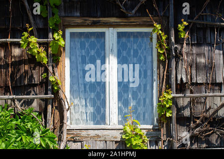 Vecchia finestra e clapboards da una fattoria abbandonata ricoperta da vegetazione Foto Stock